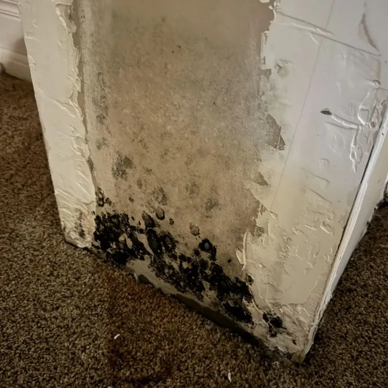 Professional Mold Removal in Dallas, GA